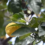 Frühstückspension Antica Dimora Olbia